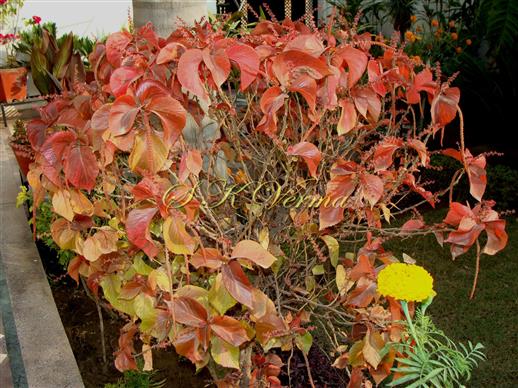  Plant